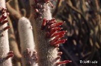 Cleistocactus strausii (ex Cactus Bolivia J. Ramirez)